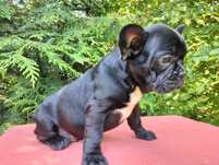 Buldog francuski Czarny.