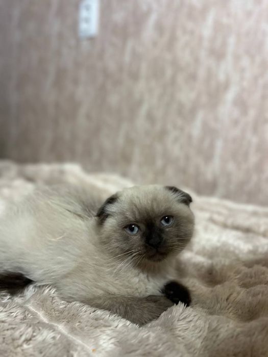Продам шотландських вислоухих і прямоухих кошенят.