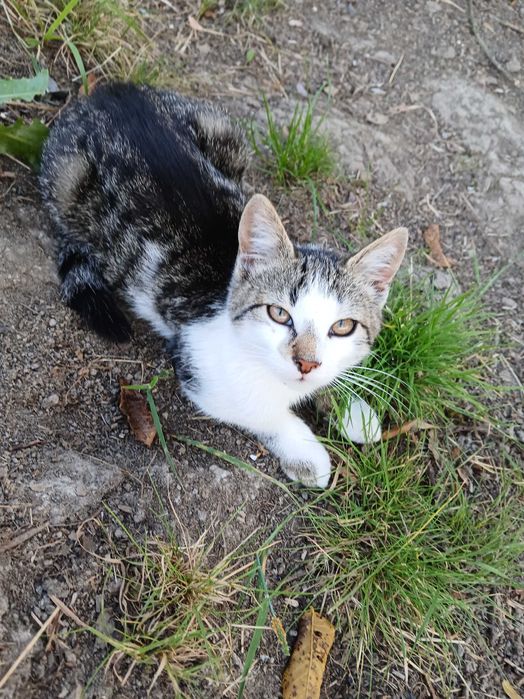 Oddam kotki w dobre ręce