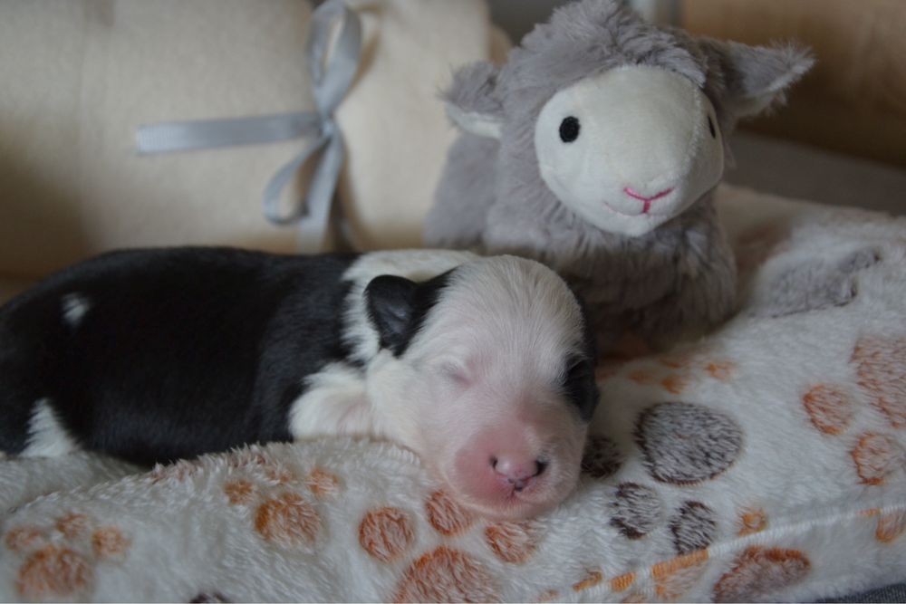 Suczka Border Collie Black&White