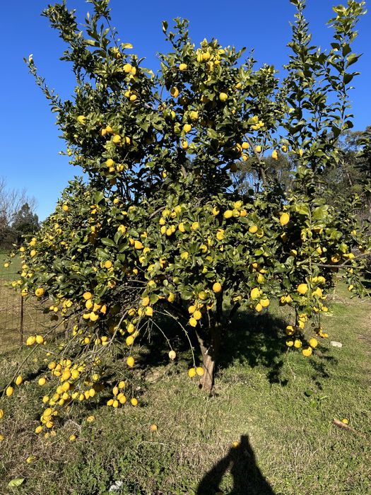 Tenho para ceder limões