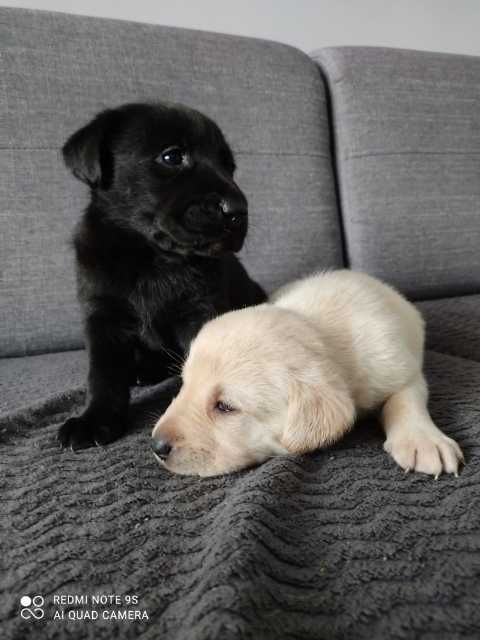 Labrador retriever