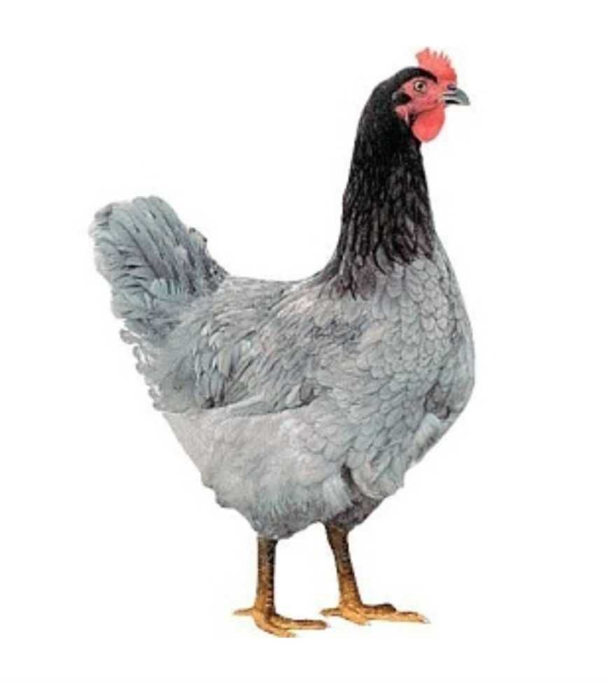 KURY kurki nioski ROSA DOMINANT LEGHORN młode zdrowe Transport