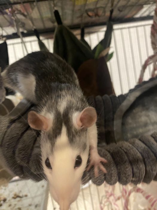 szczury, szczurki, samice