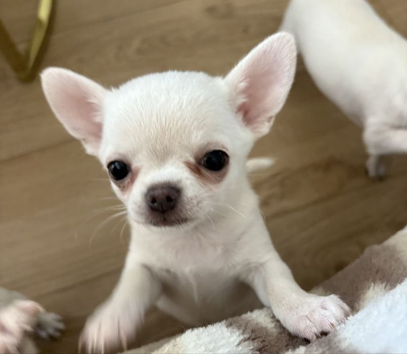 Chihuahua-suniaZKwP (FCI)