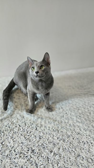 Kocurek Rosyjski Z opcją hodowlaną