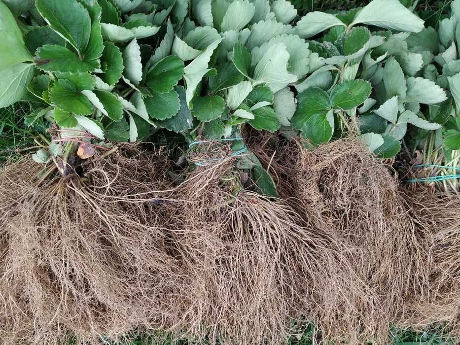 250szt dużych sadzonek truskawek HONEOYE