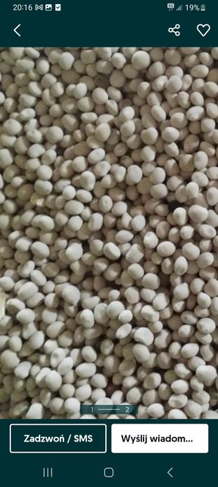 Łubin słodki siano TANGO