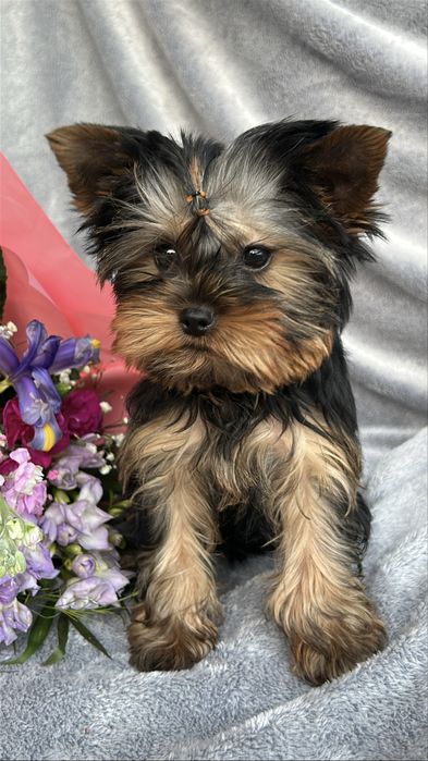 Yorkshire Terrier z rodowódem FCI piesek gotowy do odbioru