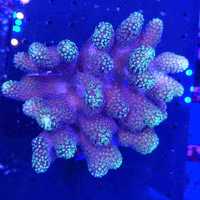 Stylophora pistillata koralowiec akwarium morskie koralowce Korale.Pro