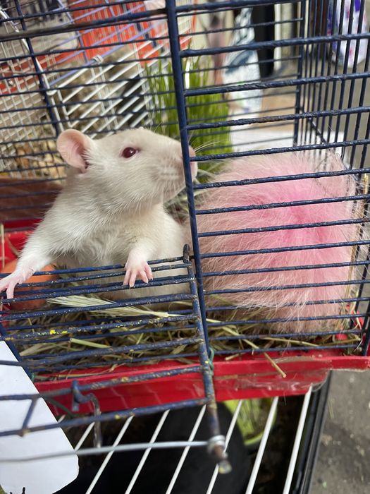 Крыскы лариски