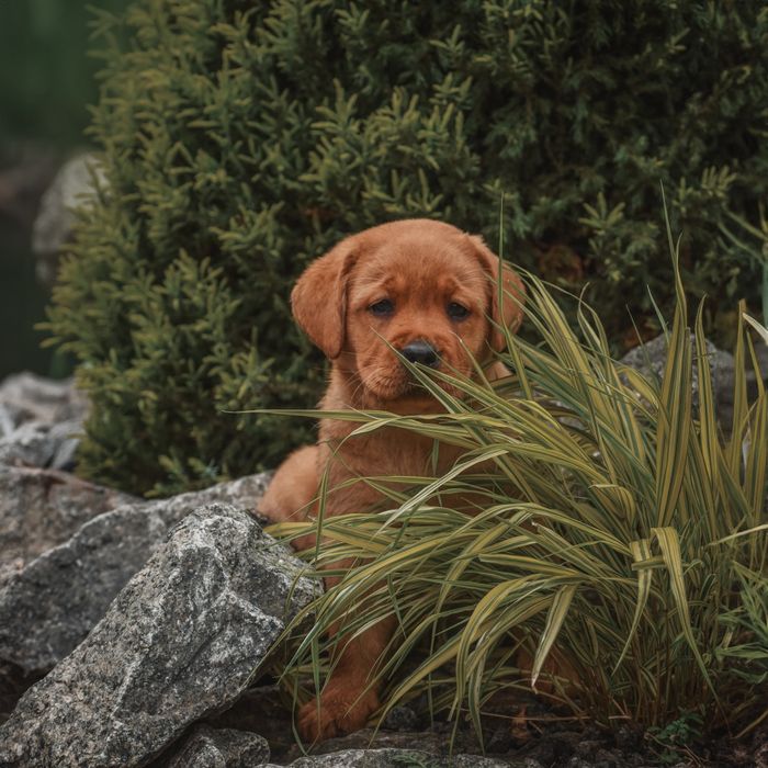 Лабрадор дівчинка