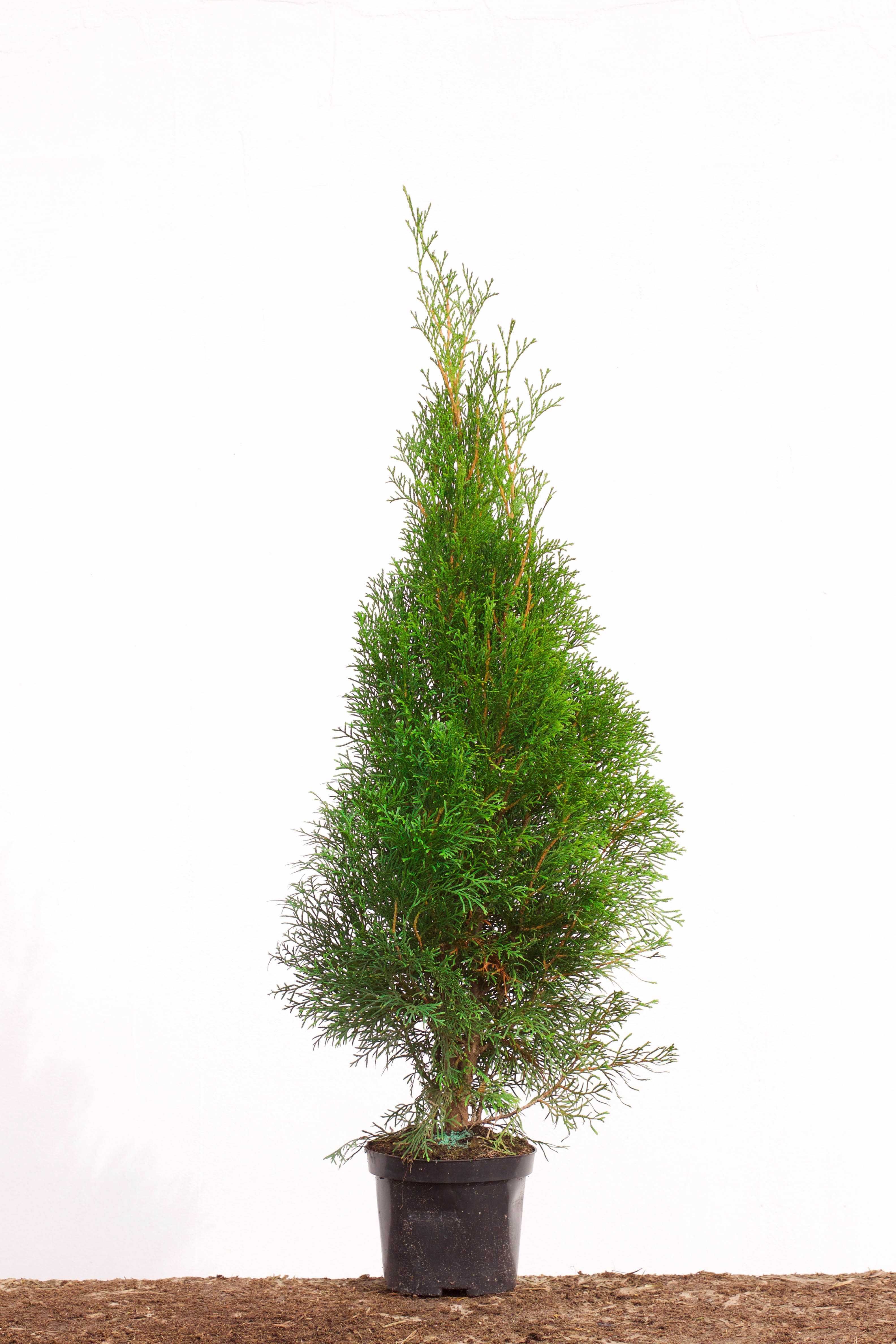 Tuja Thuja Szmaragd do 100cm Wysyłka Sadzenie !!!