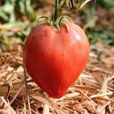 vendo 50 sementes tomate coração boi