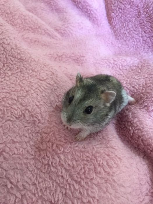 Відам безкоштовно хом'яка