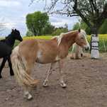 Haflinger idealny koń rodzinny i do sportu