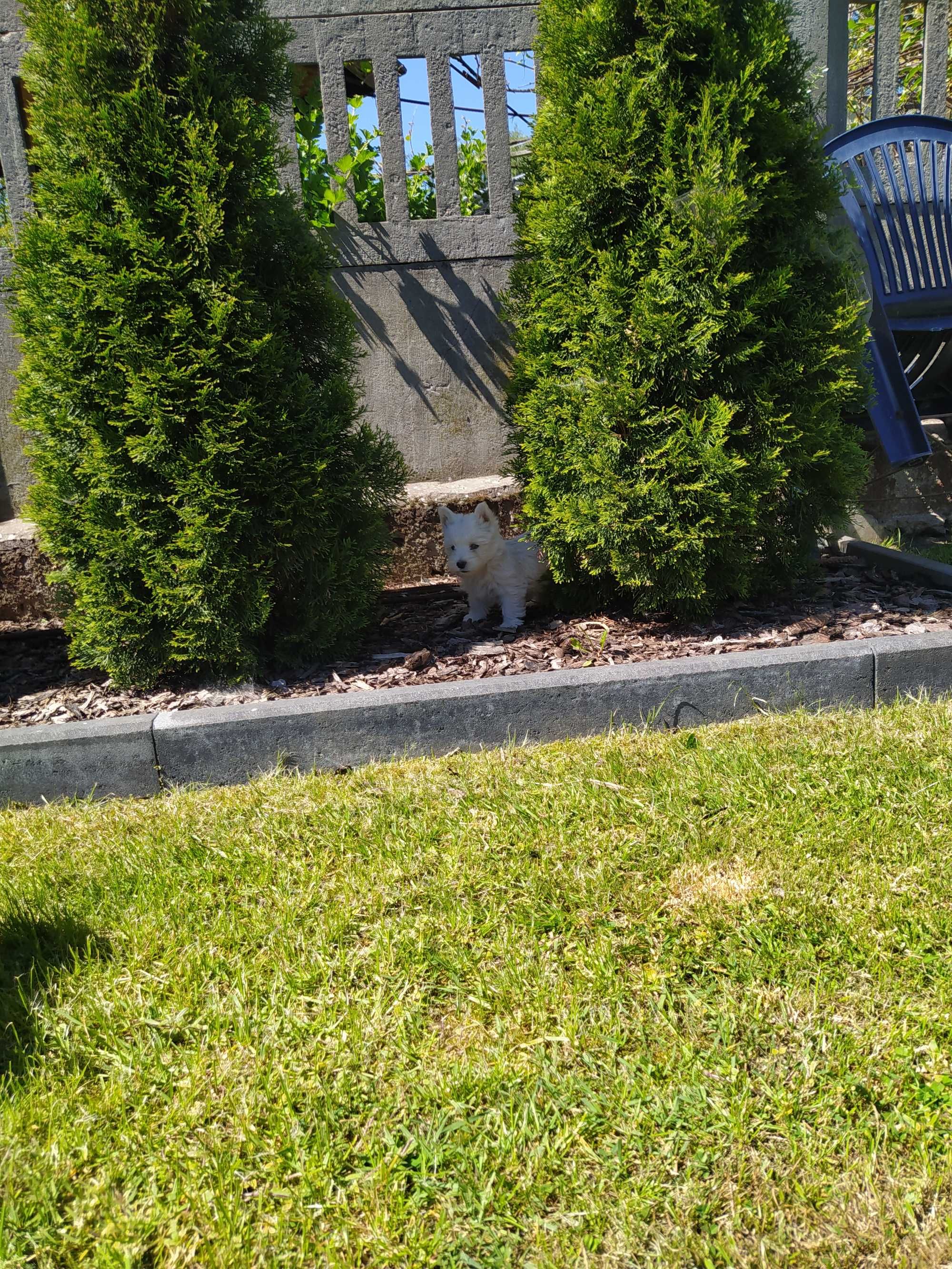 West Highland white Terrier