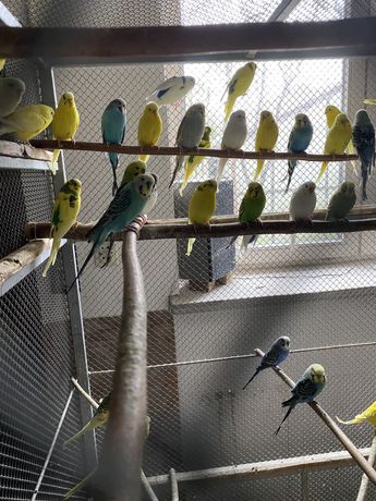 Papużki faliste papużka falista oswojone papugi