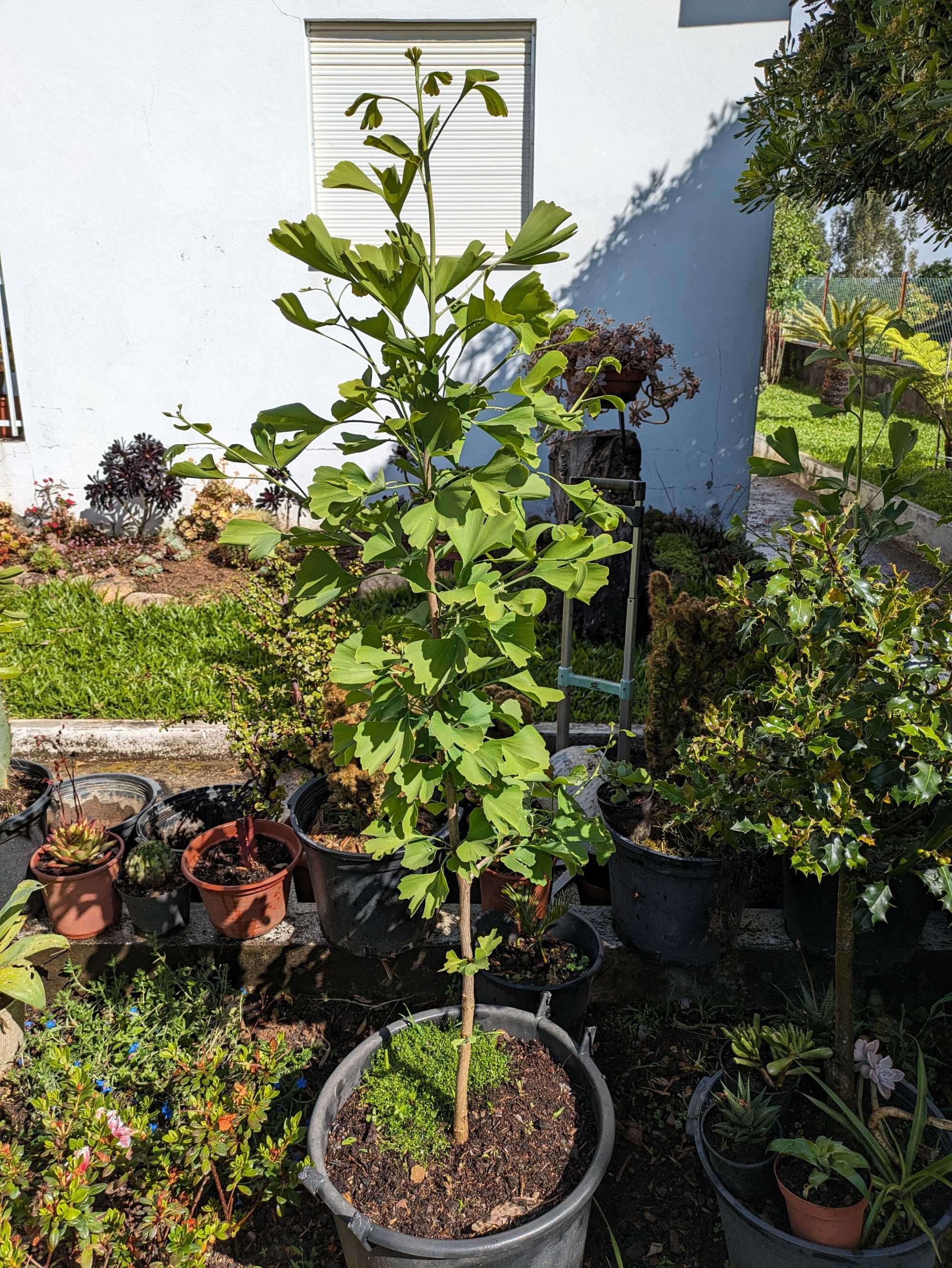 Ginkgo biloba de semente da maior de Portugal