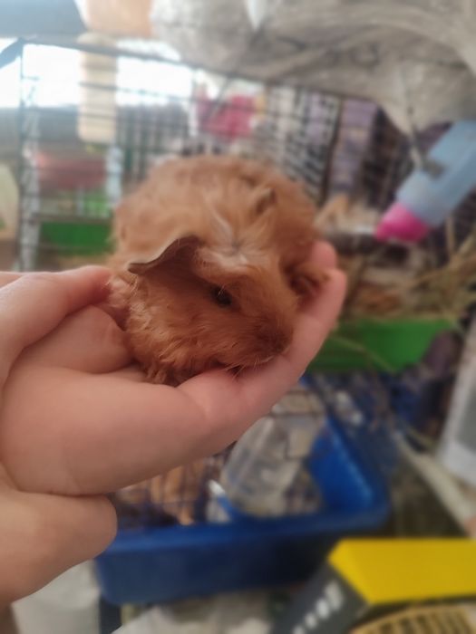 Морские свинки разные породы