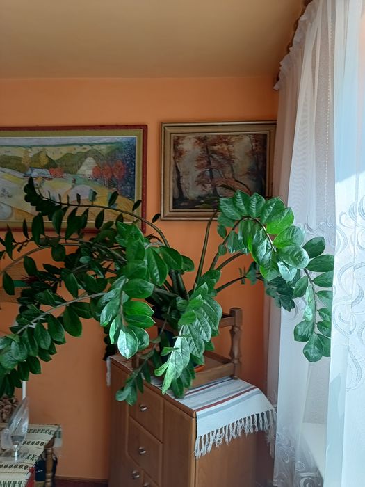 Kwiat donniczkowy.Zamiokulkas.