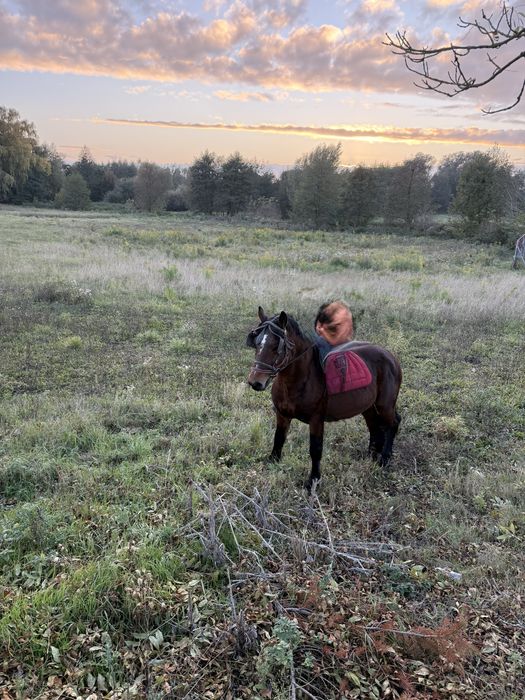 Koń Ogier Pogrubiany