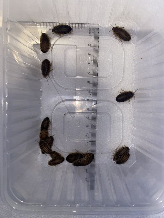 Karaczan argentynski - blaptica dubia 100szt|200szt|500szt