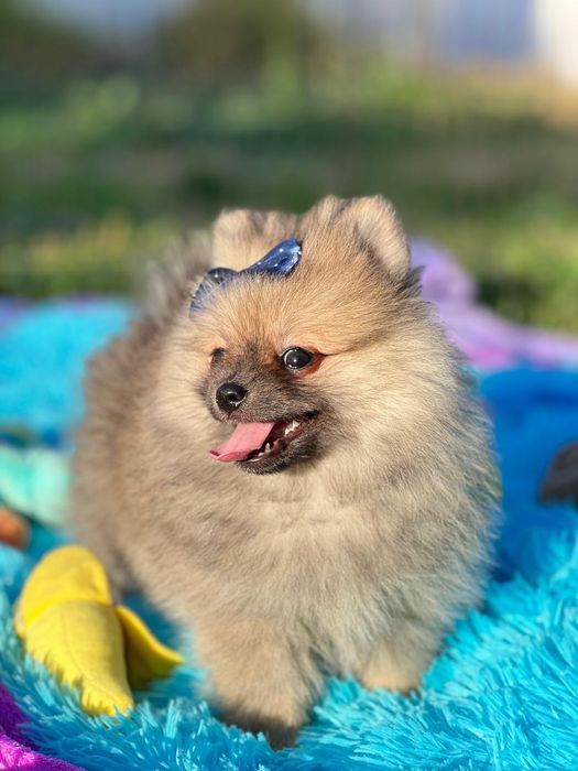 Lulu da Pomerânia menino Micro Miniatura com Lop e Afixo