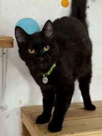 Члрна киця кіт чорний кіт кішка безкоштовно