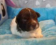 Suczka Lagotto Romagnolo ZKwP/FCI