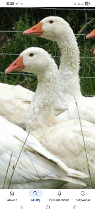Sprzedam Gęsi żywe lub tuszki