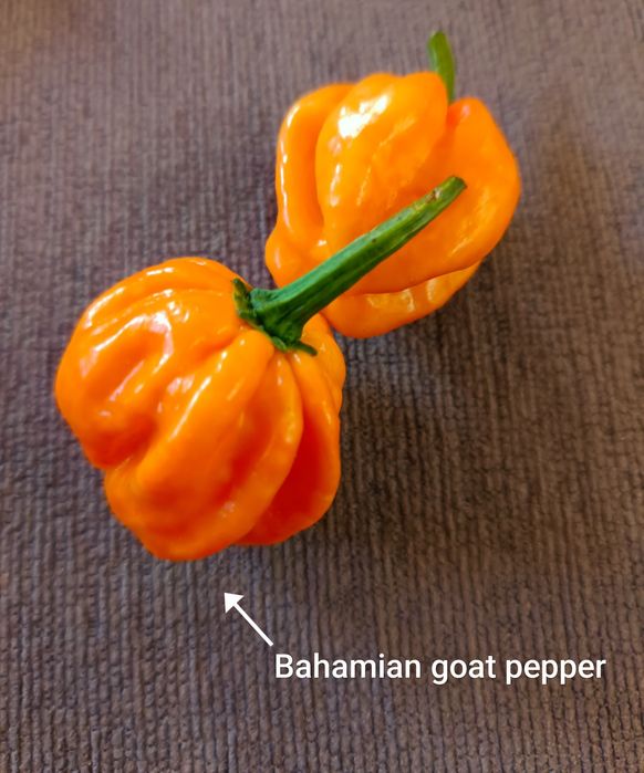 Caixa de malaguetas frescas ardência Média/Alta