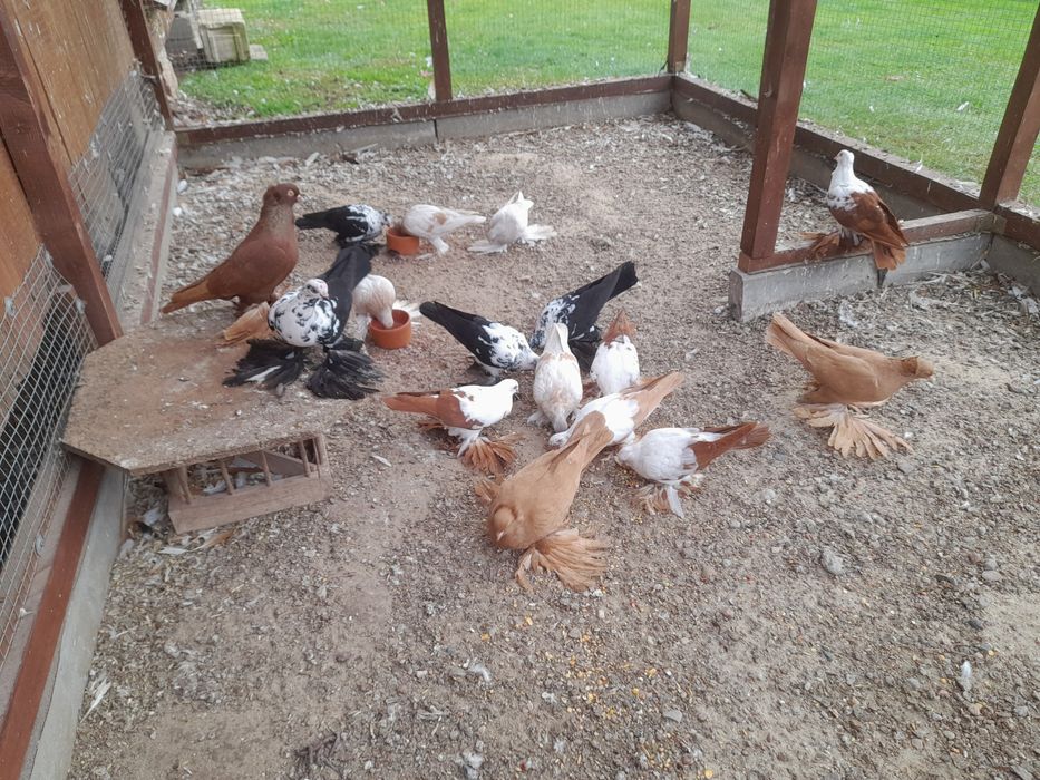 Gołębie ozdobne widyny