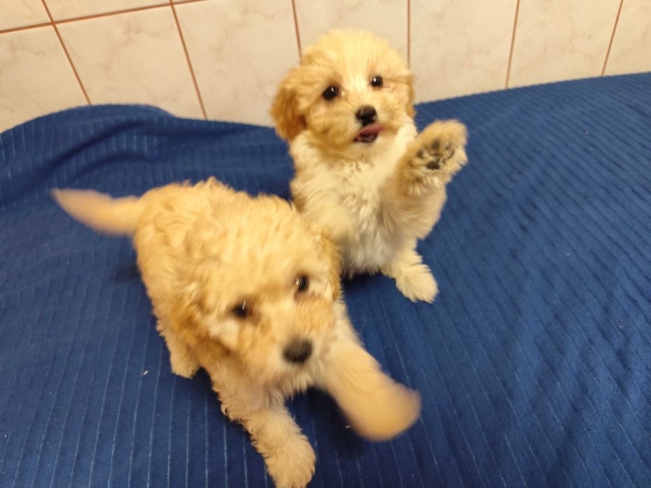Maltipoo piesek po pudlu toyu  mini szczepiony odrobaczony z hodowli