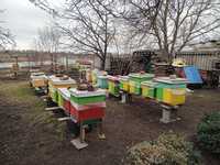 Бджоло пакети та бджоло сім'ї