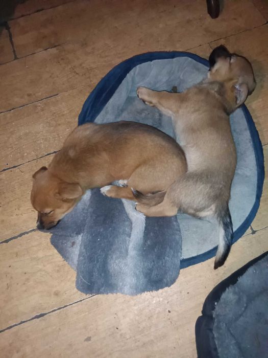 Oddam za darmo szczenięta