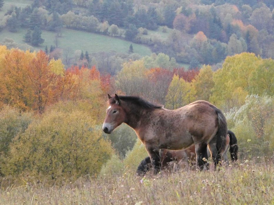 Źrebaki, ogierki PKZ