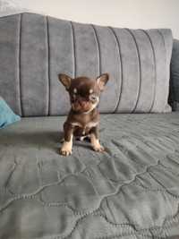 Mini piesek chiuhuahua