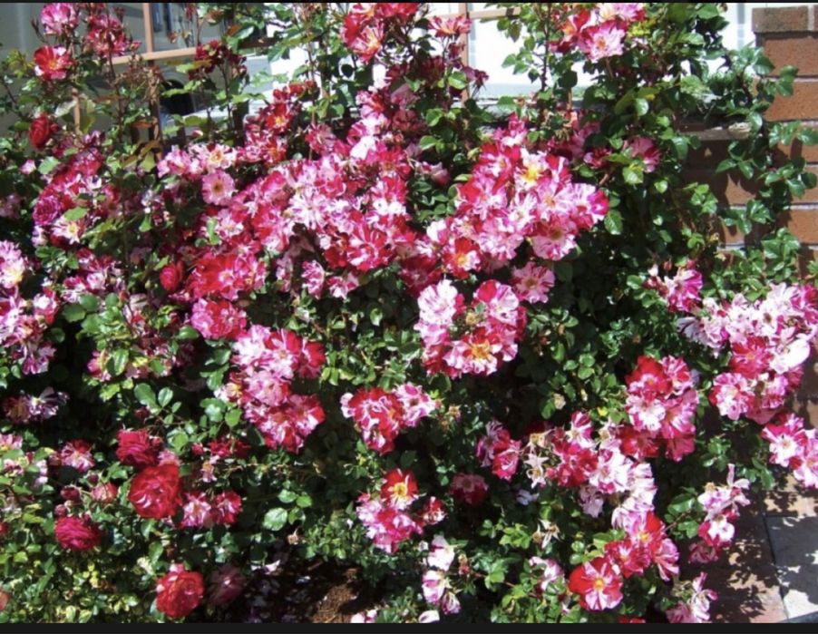 Роза Крэйзи Фо Ю, плетистая, Нахенглют плетистая красная бархатная