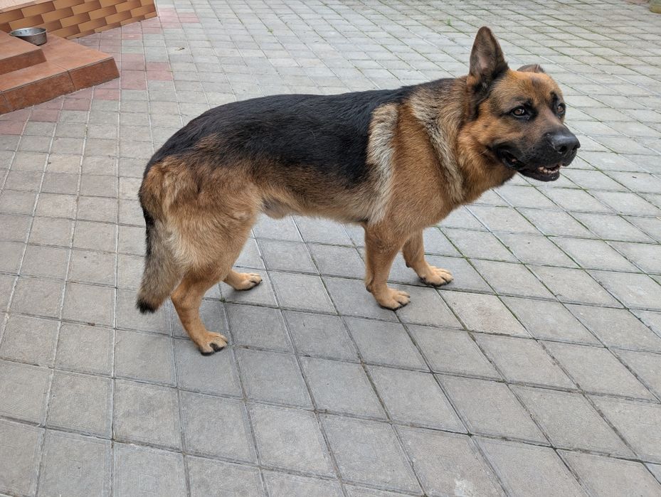 Віддам пса в добрі руки.