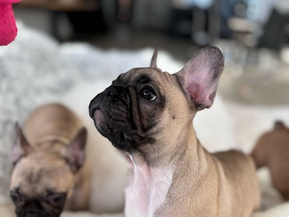 bulfog francuski ZKwP FCI suczka