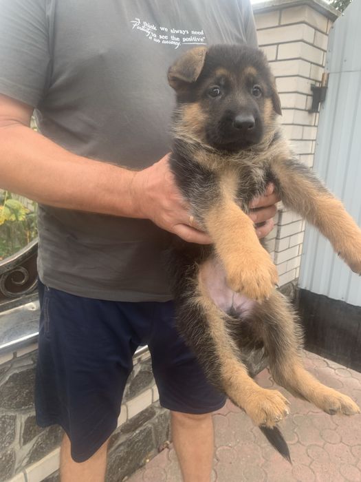 Продам цуценят Німецької вівчарки