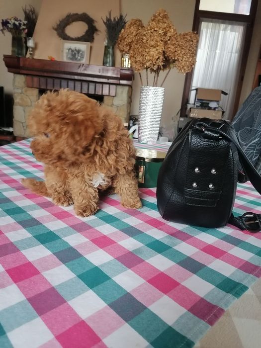 Малята той пудельки