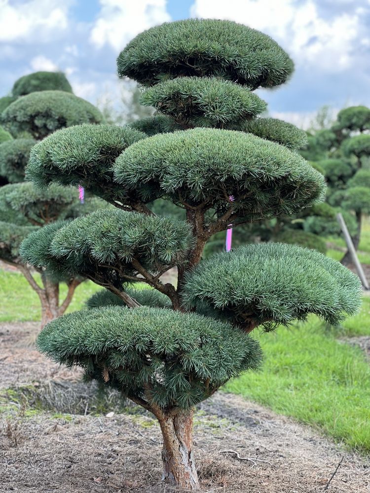 Bonsai niwaki duże drzewa sosna pinus Bonsai Park