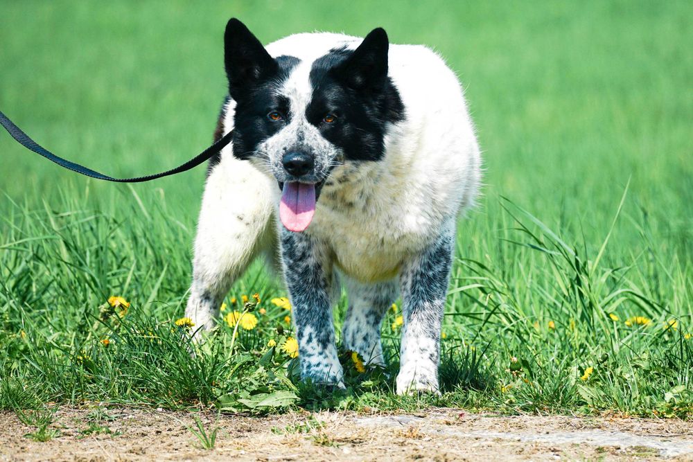 FALA - przepiękna sunia