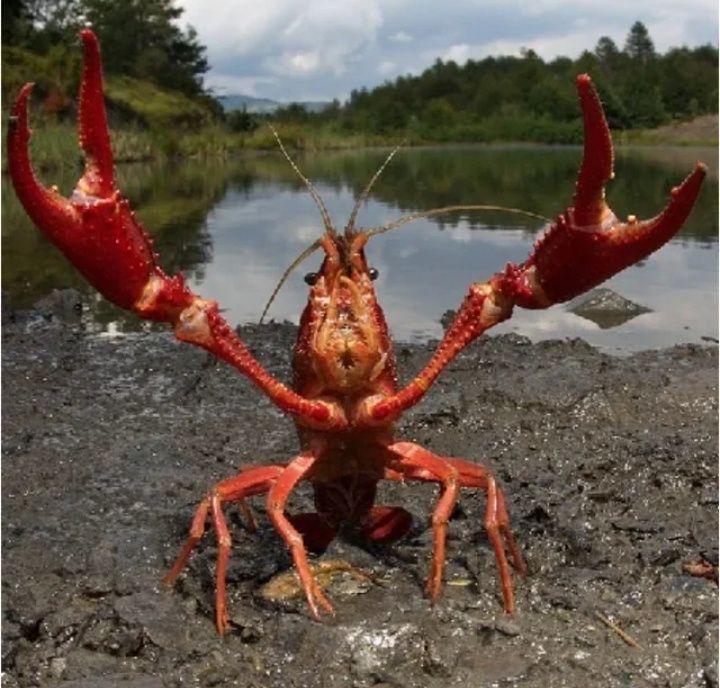 Lagostins do Rio