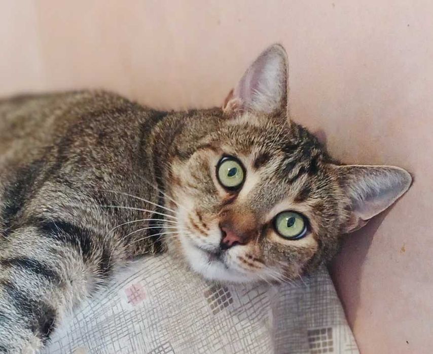 Полосатый шикарный кот Нафаня, 3-4 года