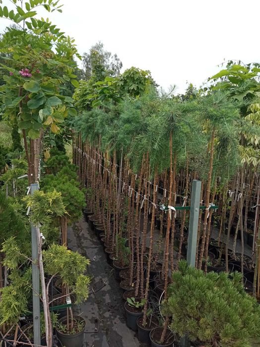 Modrzew szczepiony na pniu zwisający i kulisty