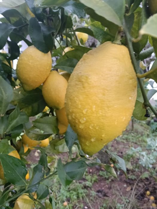 Limões de qualidade