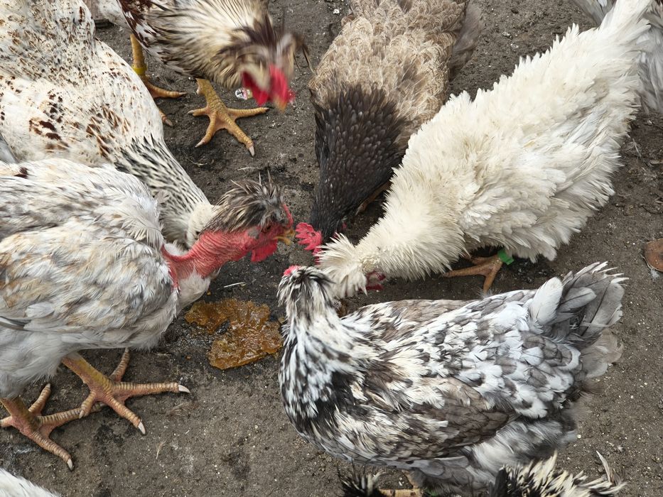 Jaja legowe czubate, lokowane ,gołoszyjki